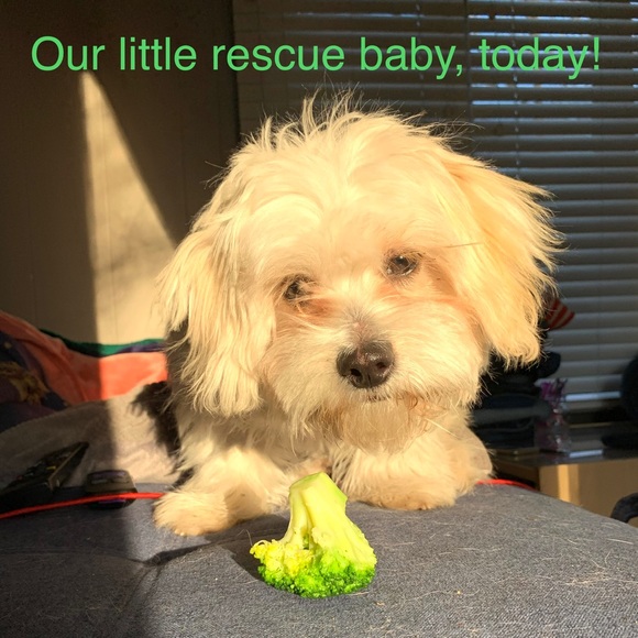 🙏❤️FINALLY a Healthy LITTLE boy! Thanks All!❤️🙏 - Picture 2 of 16